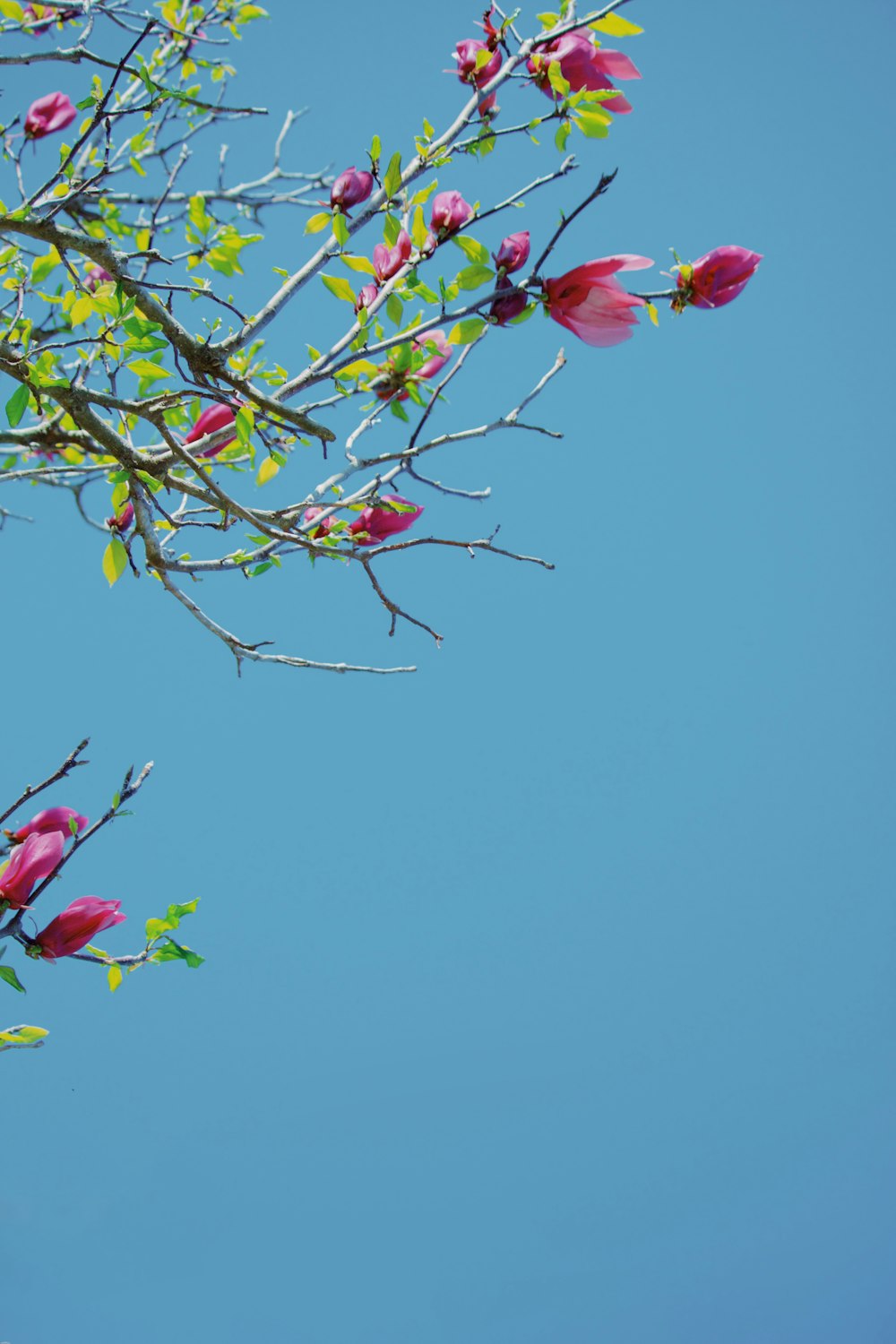 Ein Ast mit rosa Blüten vor blauem Himmel