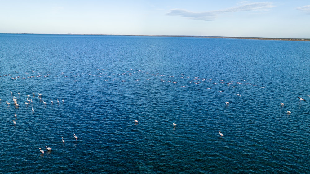 a large body of water filled with lots of birds