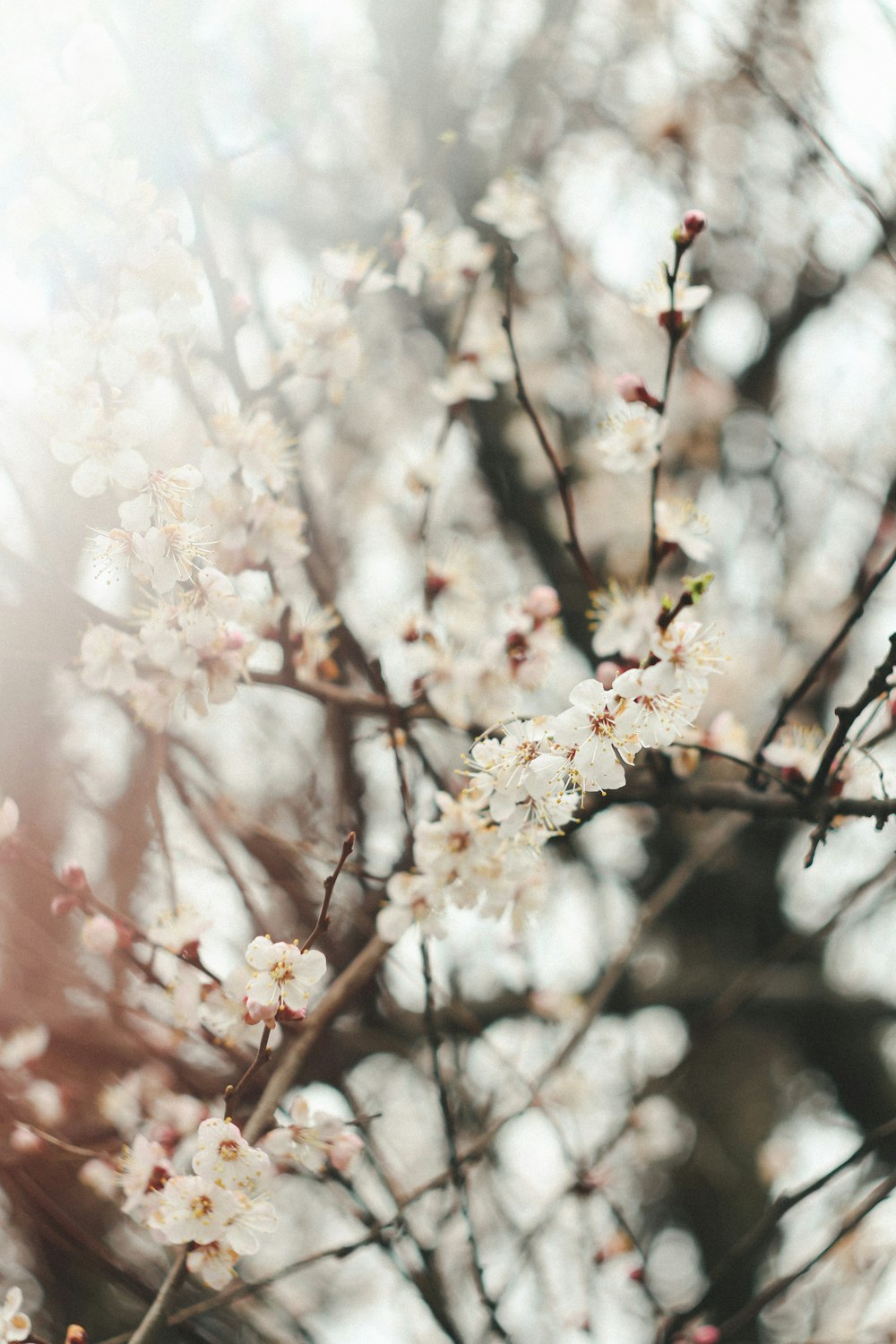 a close up of a tree with white flowers