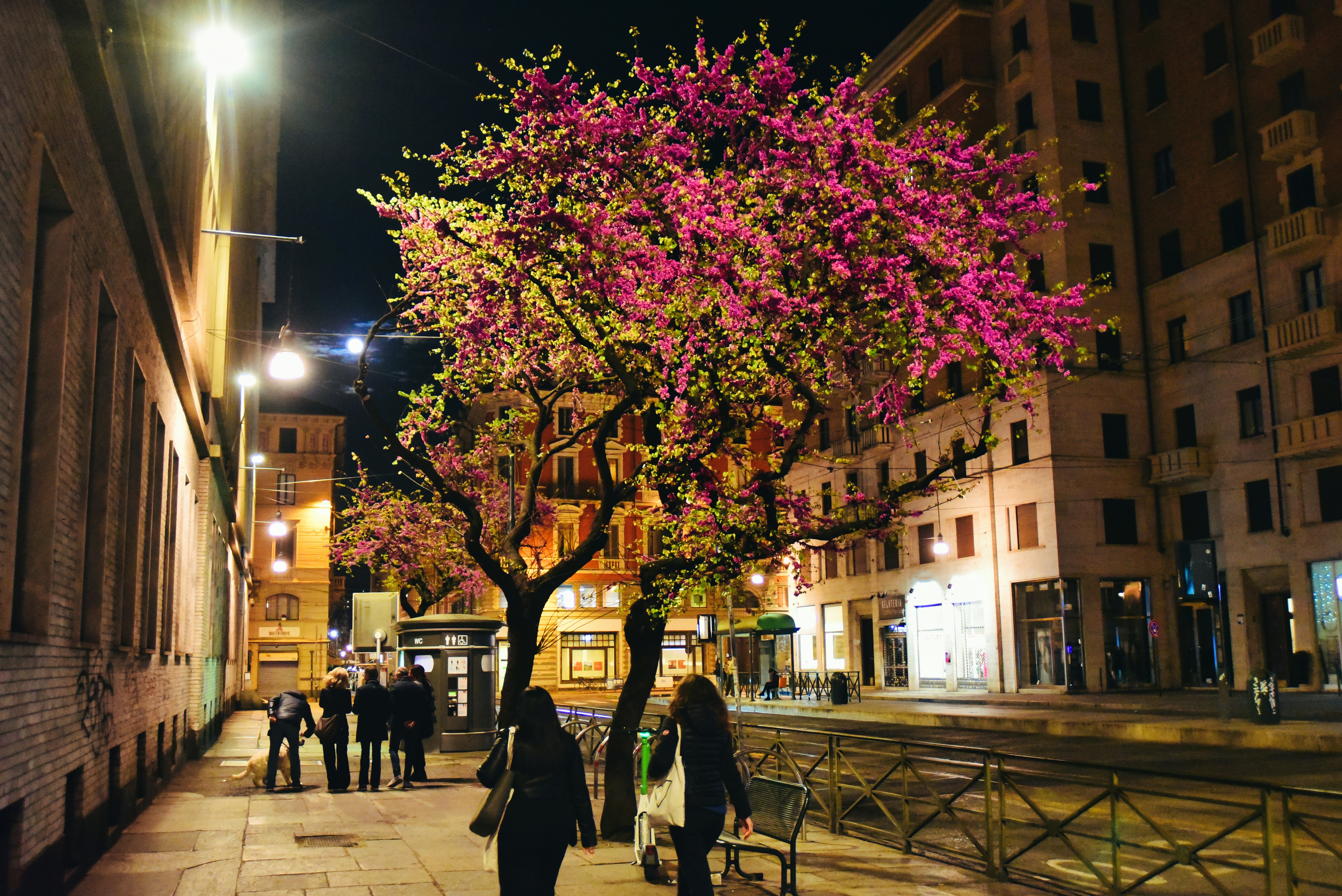 a group of people walking down a sidewalk next to a tree