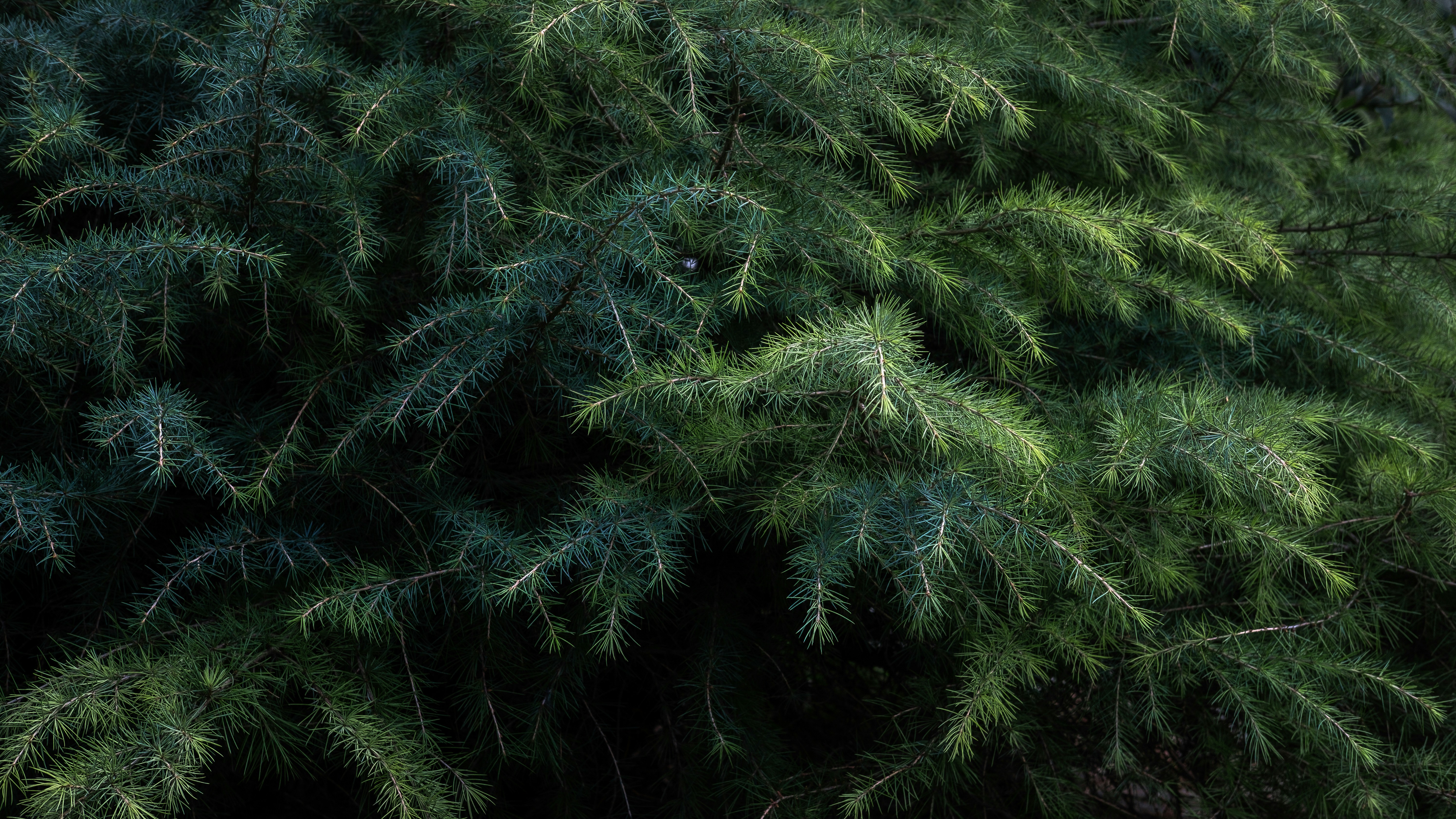 Photo by stasostrikov