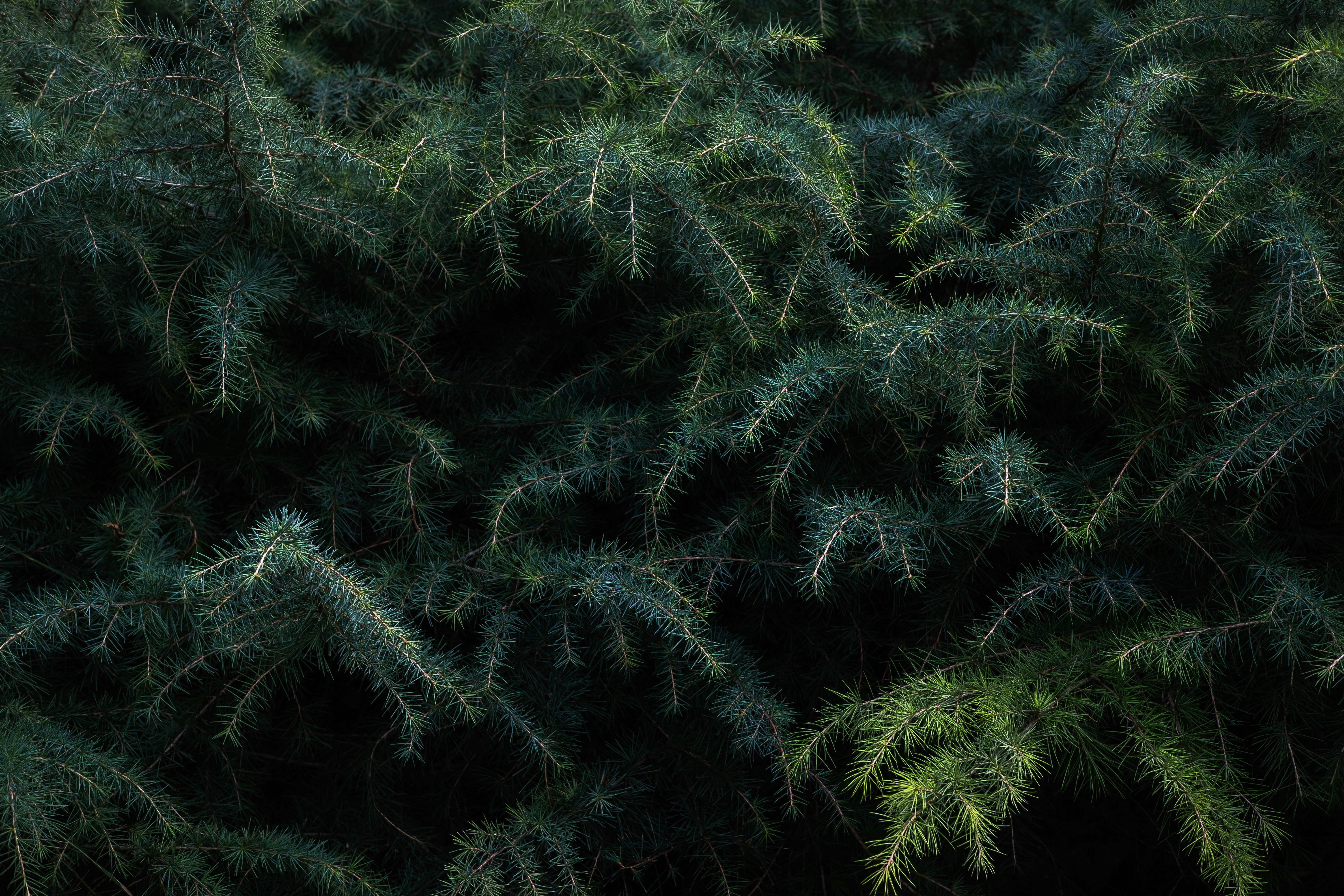 Photo by stasostrikov