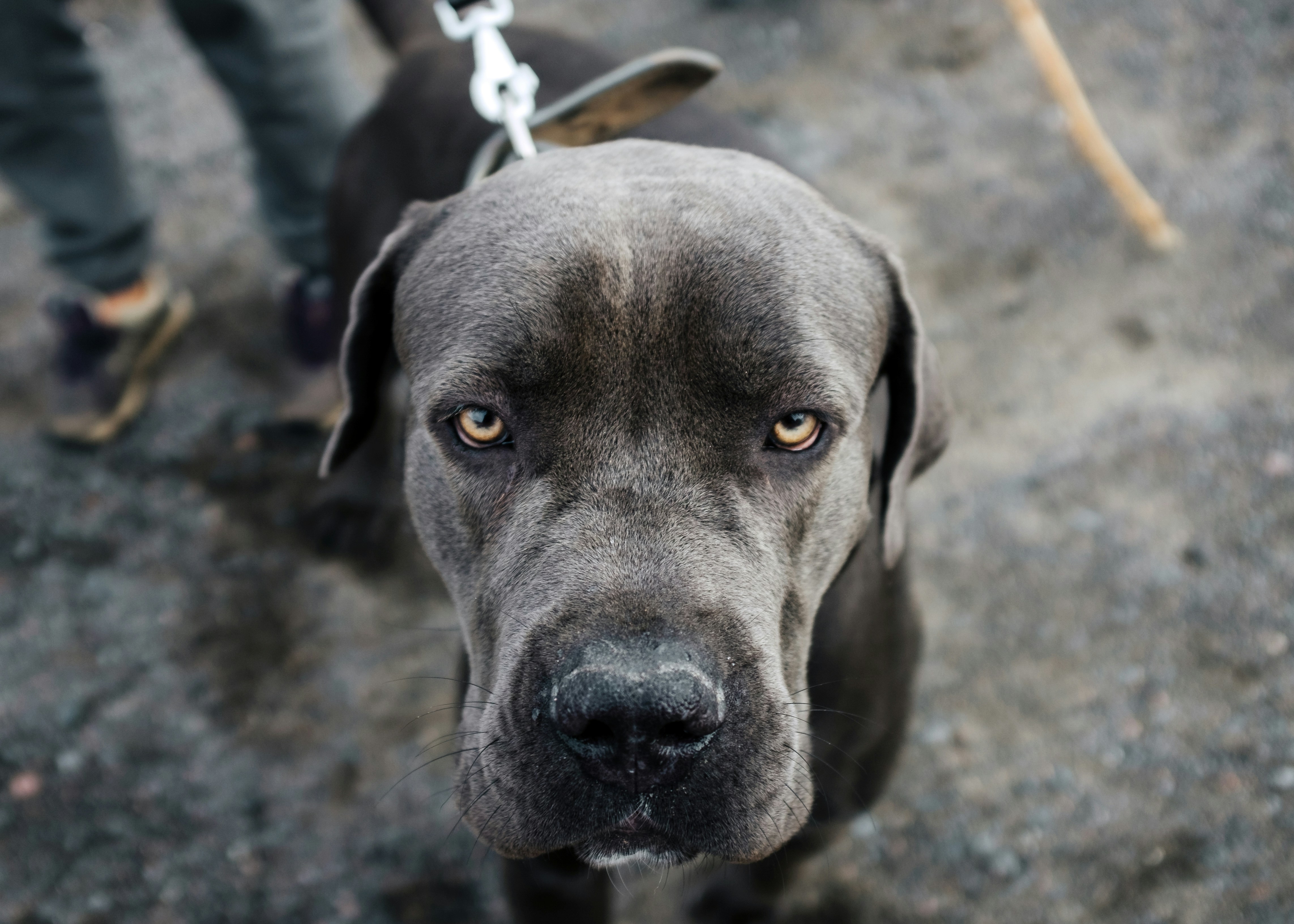 Photo by stasostrikov