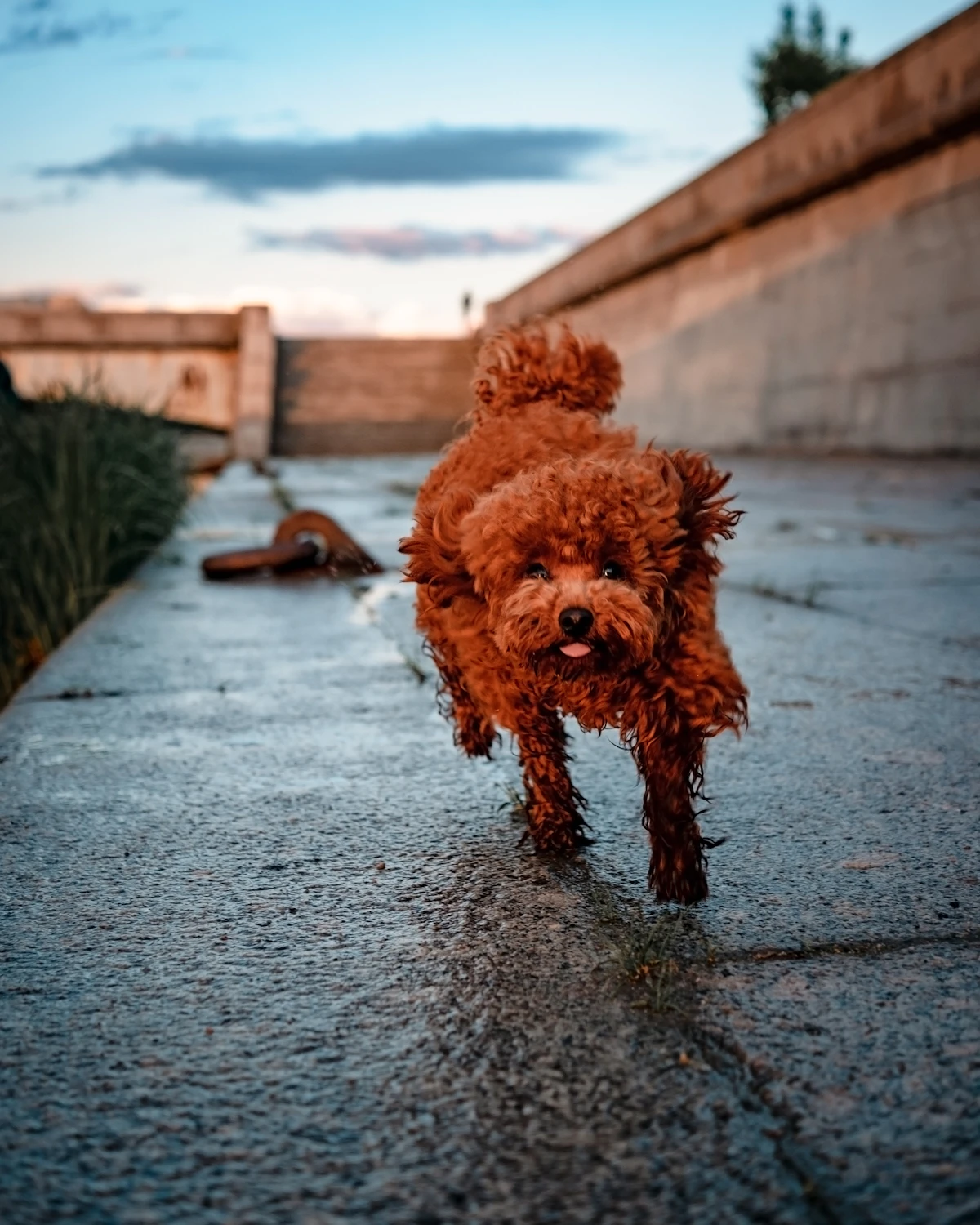 Toy Poodle playing