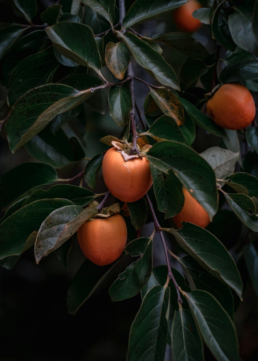 a tree with oranges hanging from it's branches