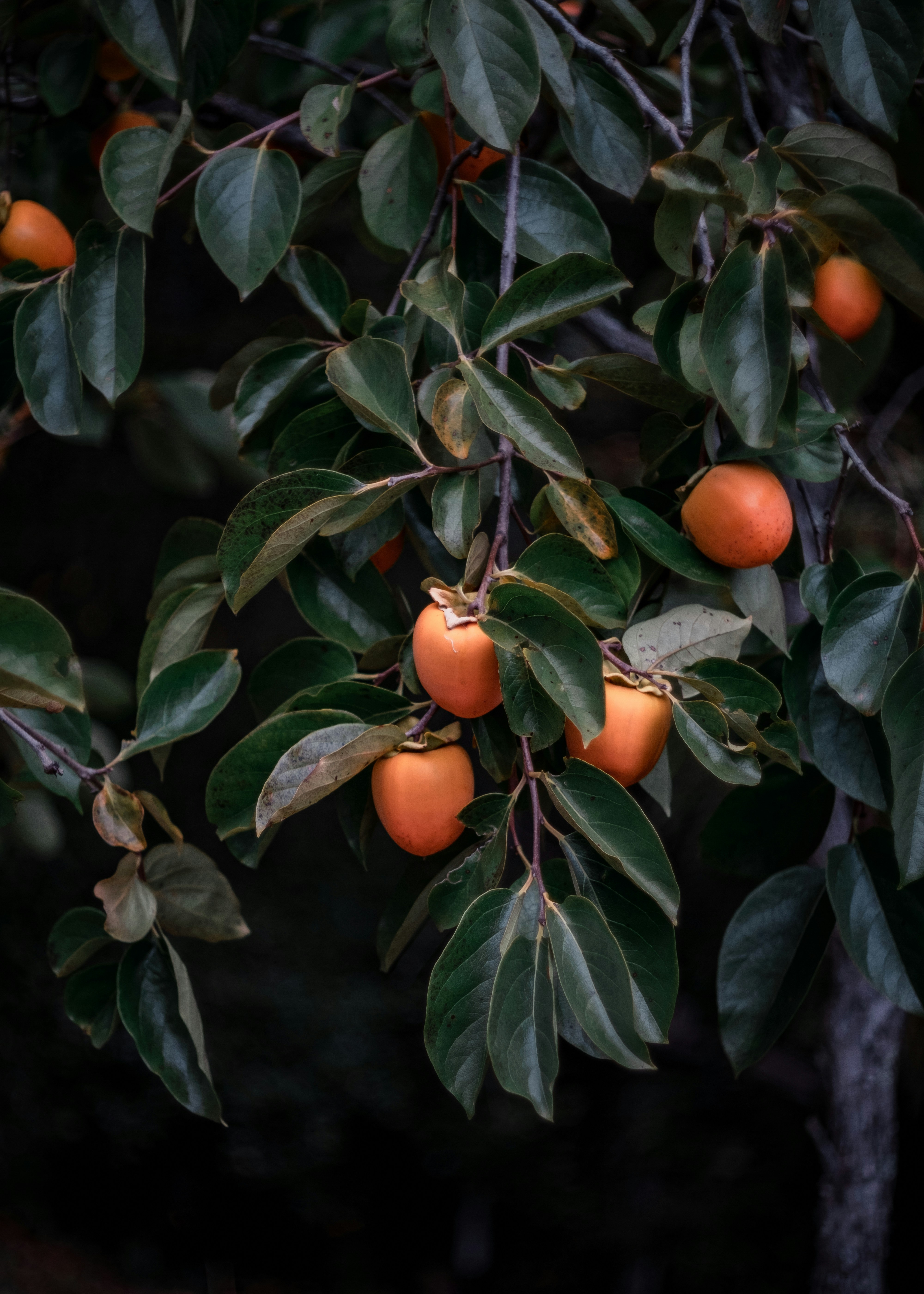 Photo by stasostrikov