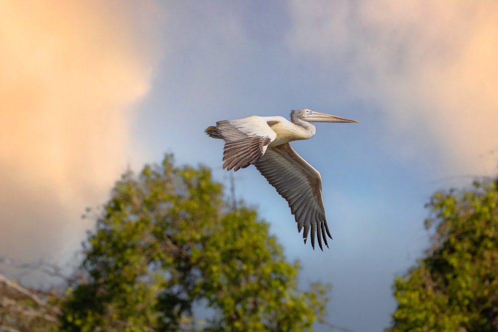 a white bird is flying over some trees