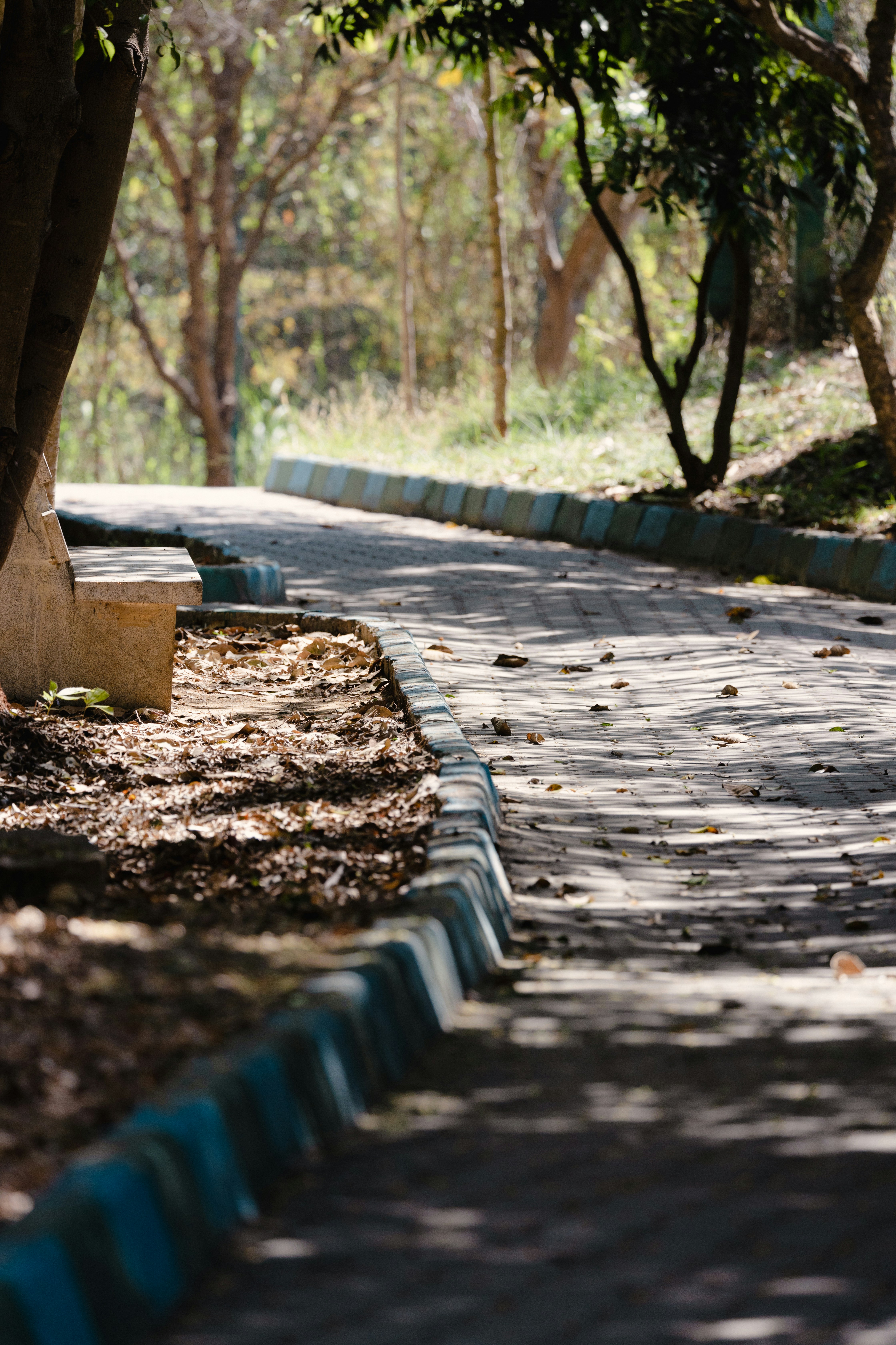 Ein Mann, der auf einem Skateboard eine Straße neben einem Baum hinunterfährt