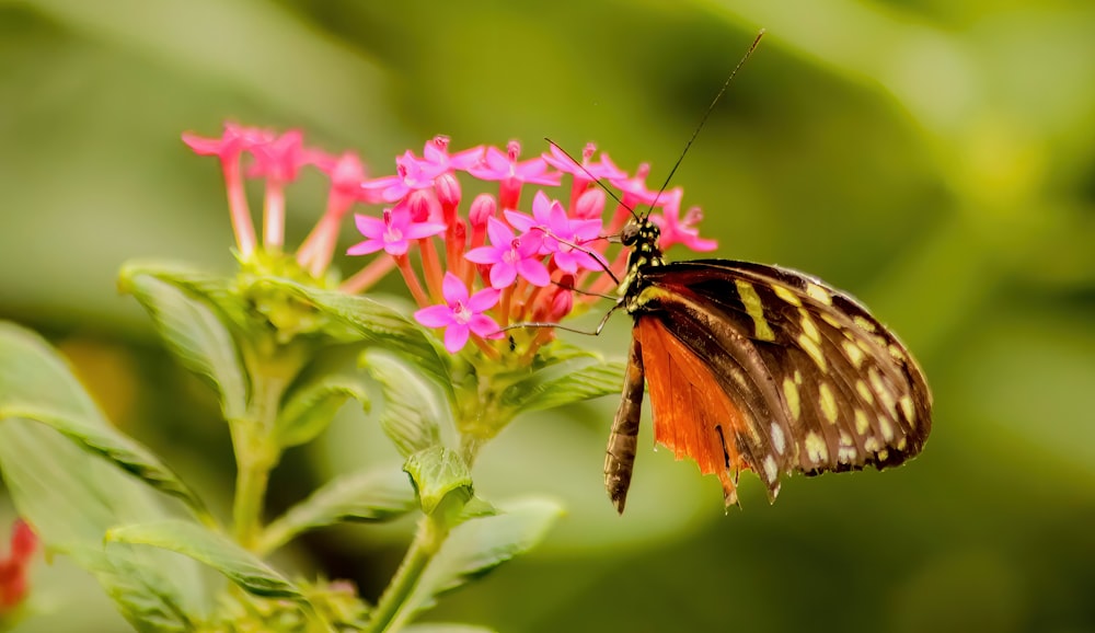 a close up of a butterfly on a flower