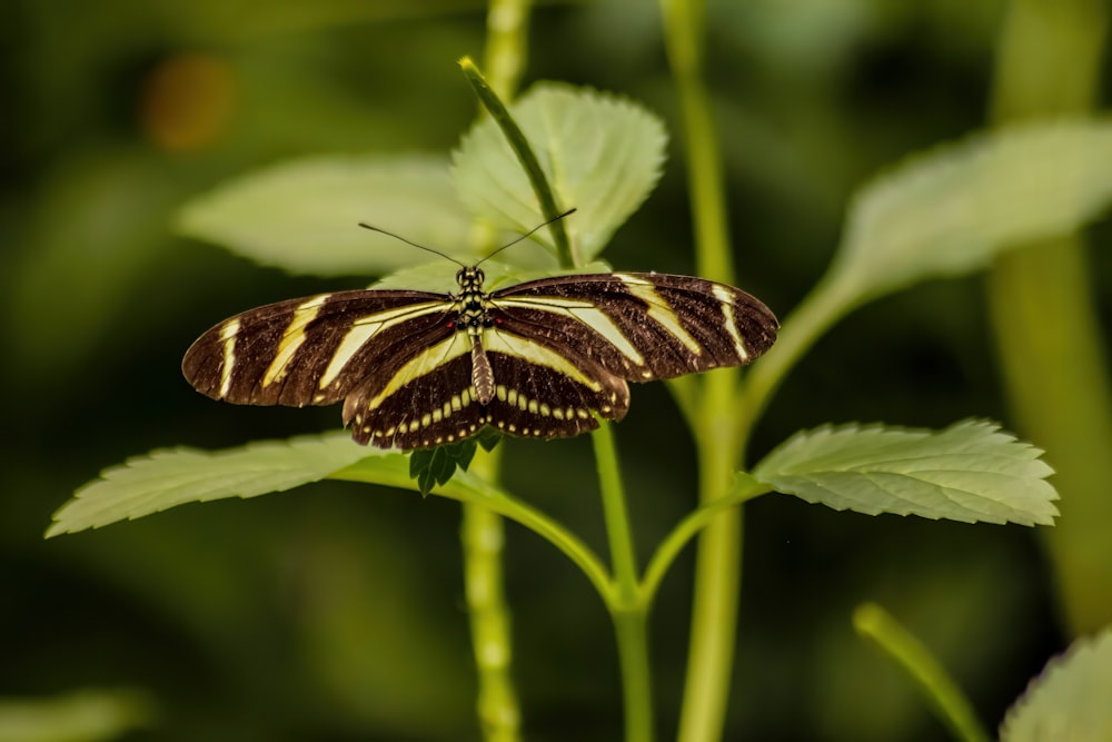 a brown and white butterfly sitting on top of a green plant