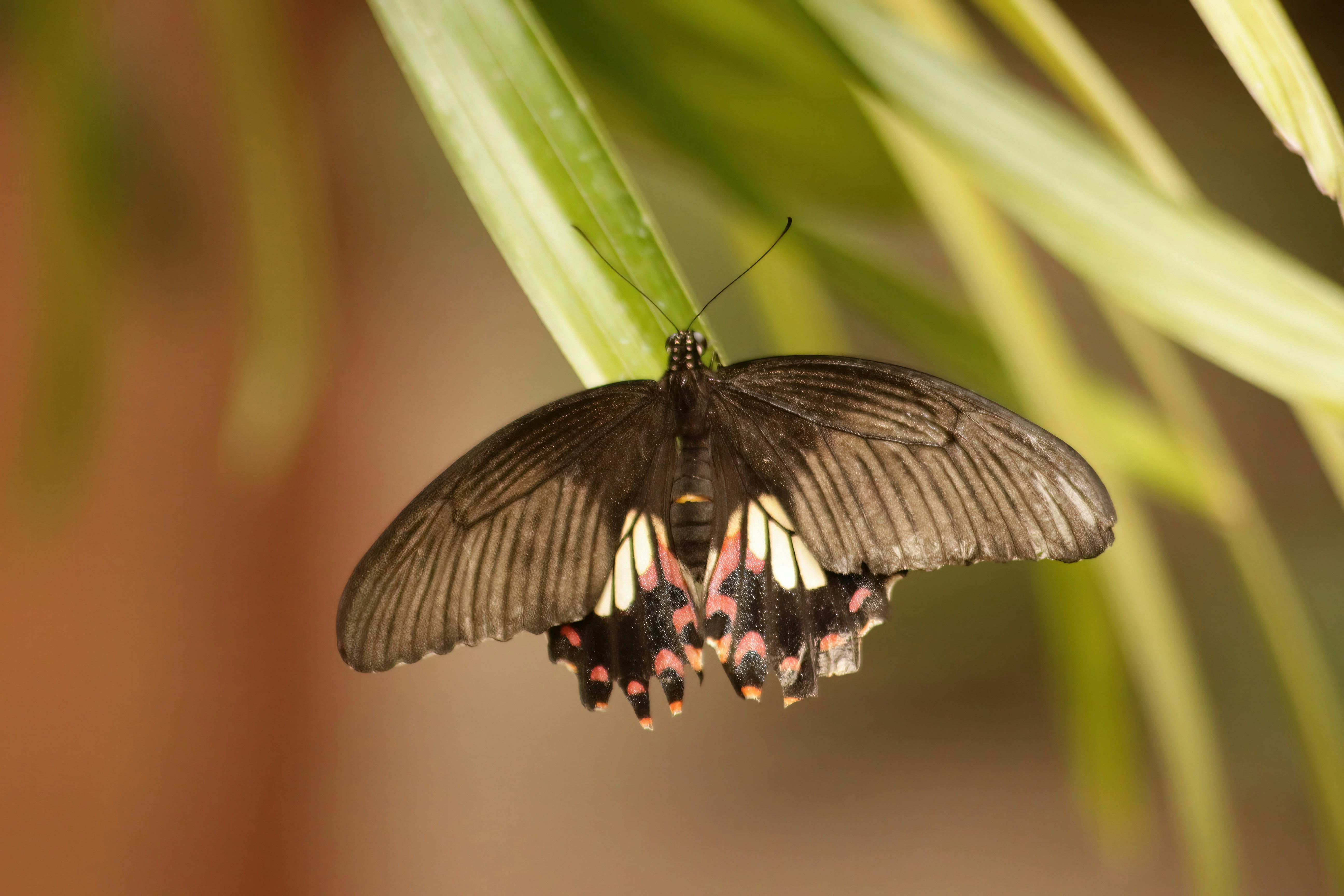 a black and white butterfly resting on a green plant