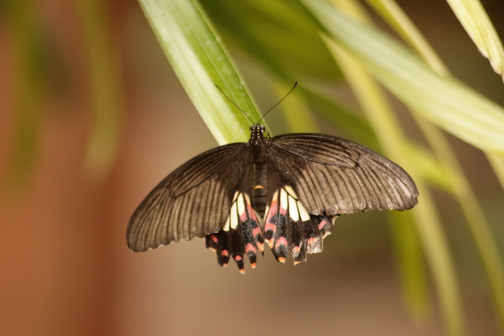 a black and white butterfly resting on a green plant
