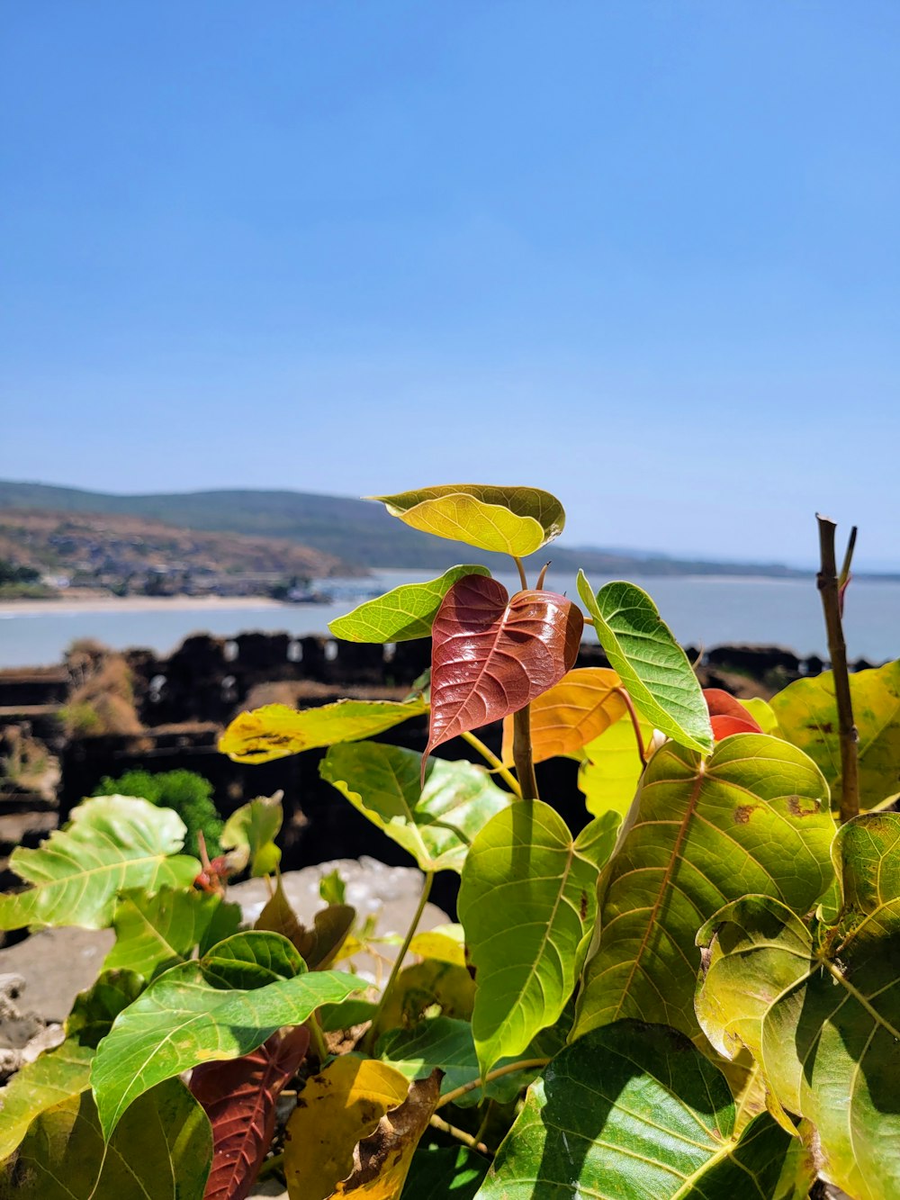 a view of a body of water from behind some leaves