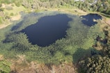 Aerial view of azolla cultivation in a large water body.