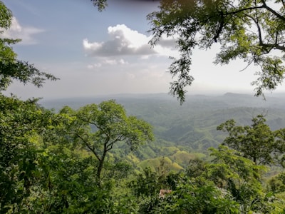 A scenic view of Allendale with lush greenery.