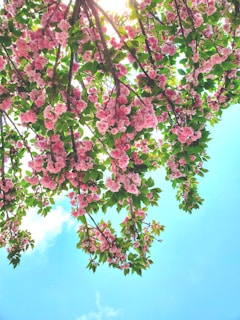 pink flowers blooming in spring