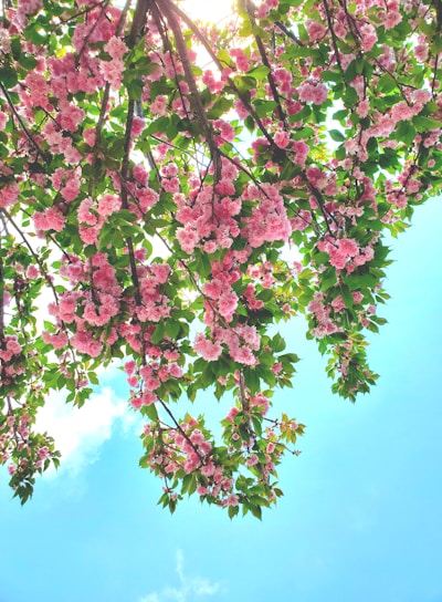 pink flowers are blooming on the branches of a tree