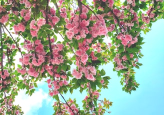 pink flowers are blooming on the branches of a tree