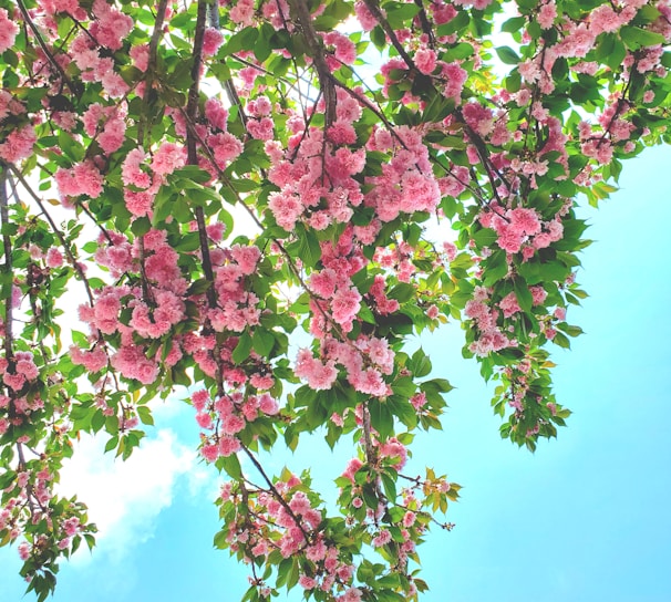 pink flowers are blooming on the branches of a tree