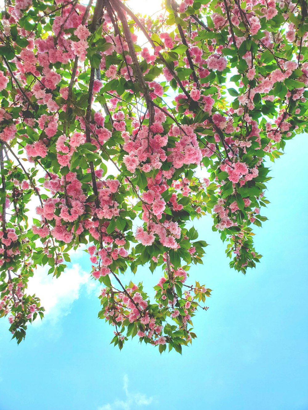 pink flowers are blooming on the branches of a tree