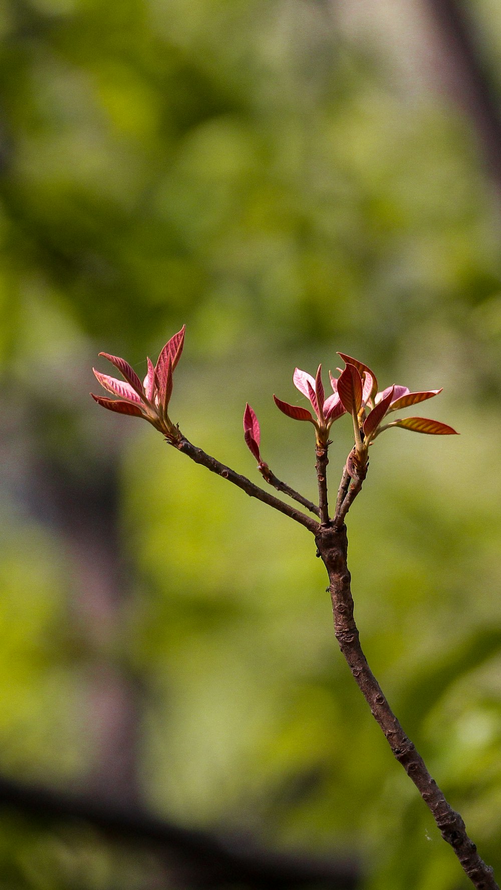 a small branch with red flowers on it