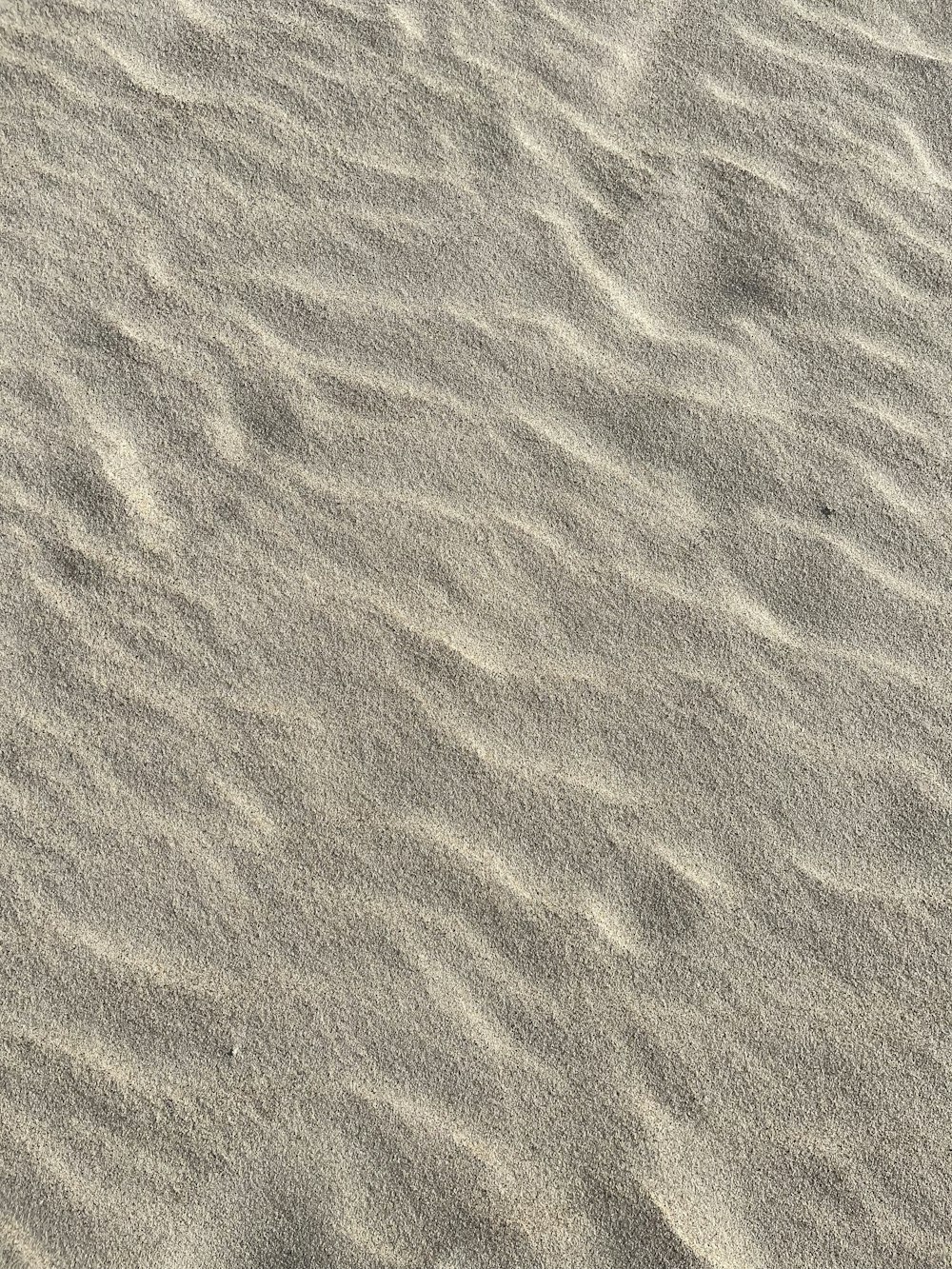 a bird is standing in the sand on the beach