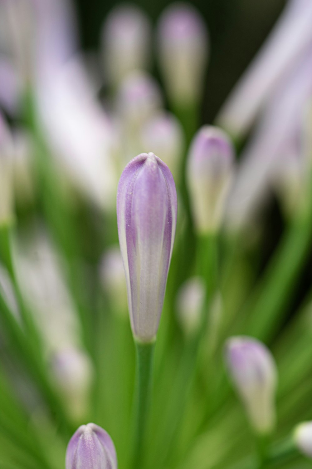 a close up of a bunch of purple and white flowers