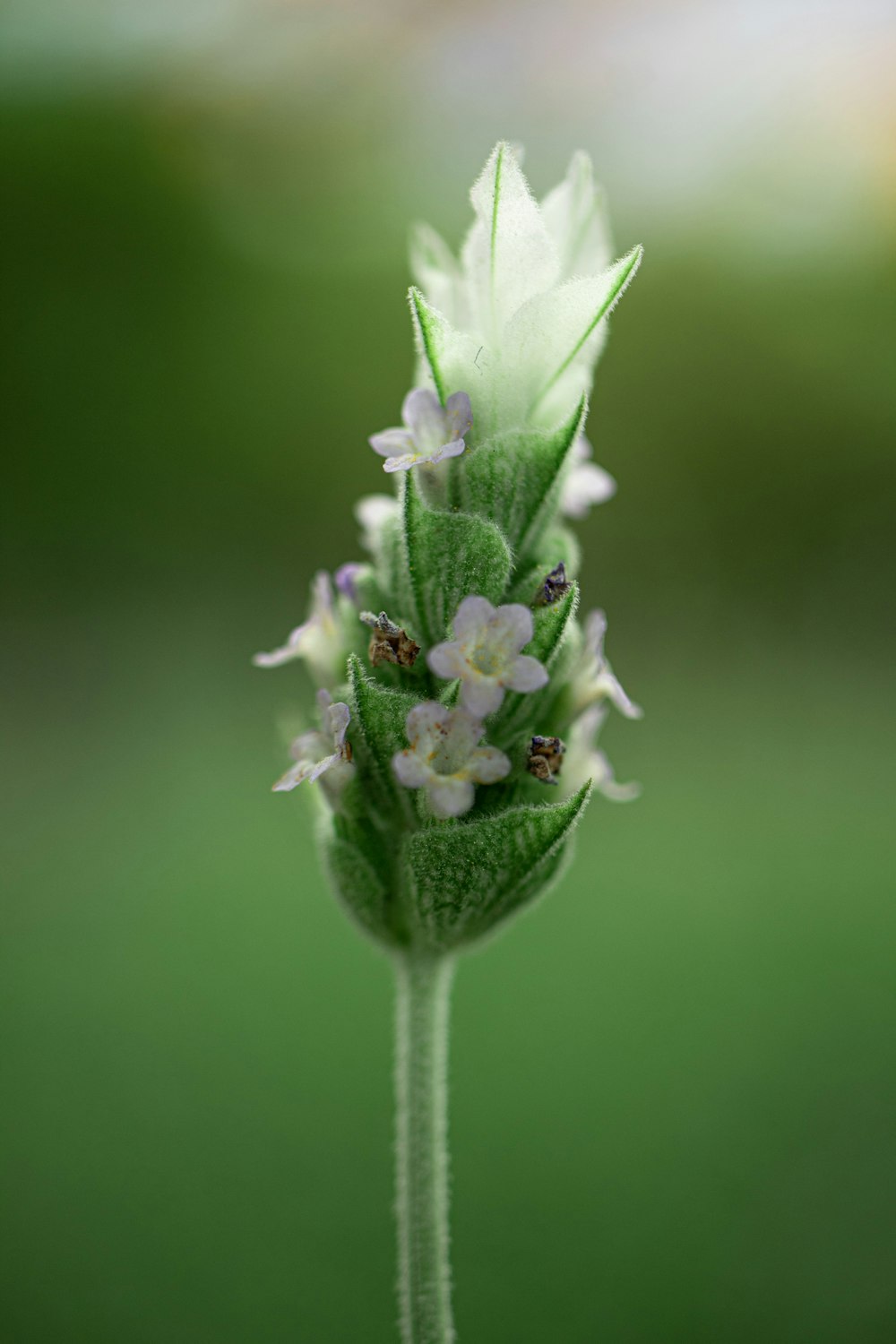 Un primer plano de una flor con un fondo borroso