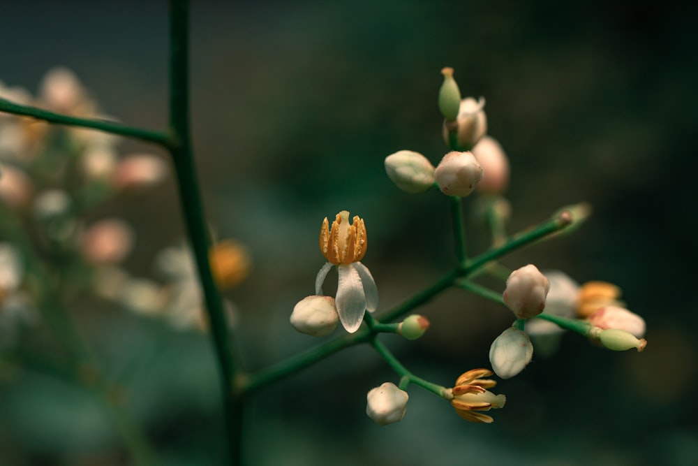 a close up of a plant with white flowers