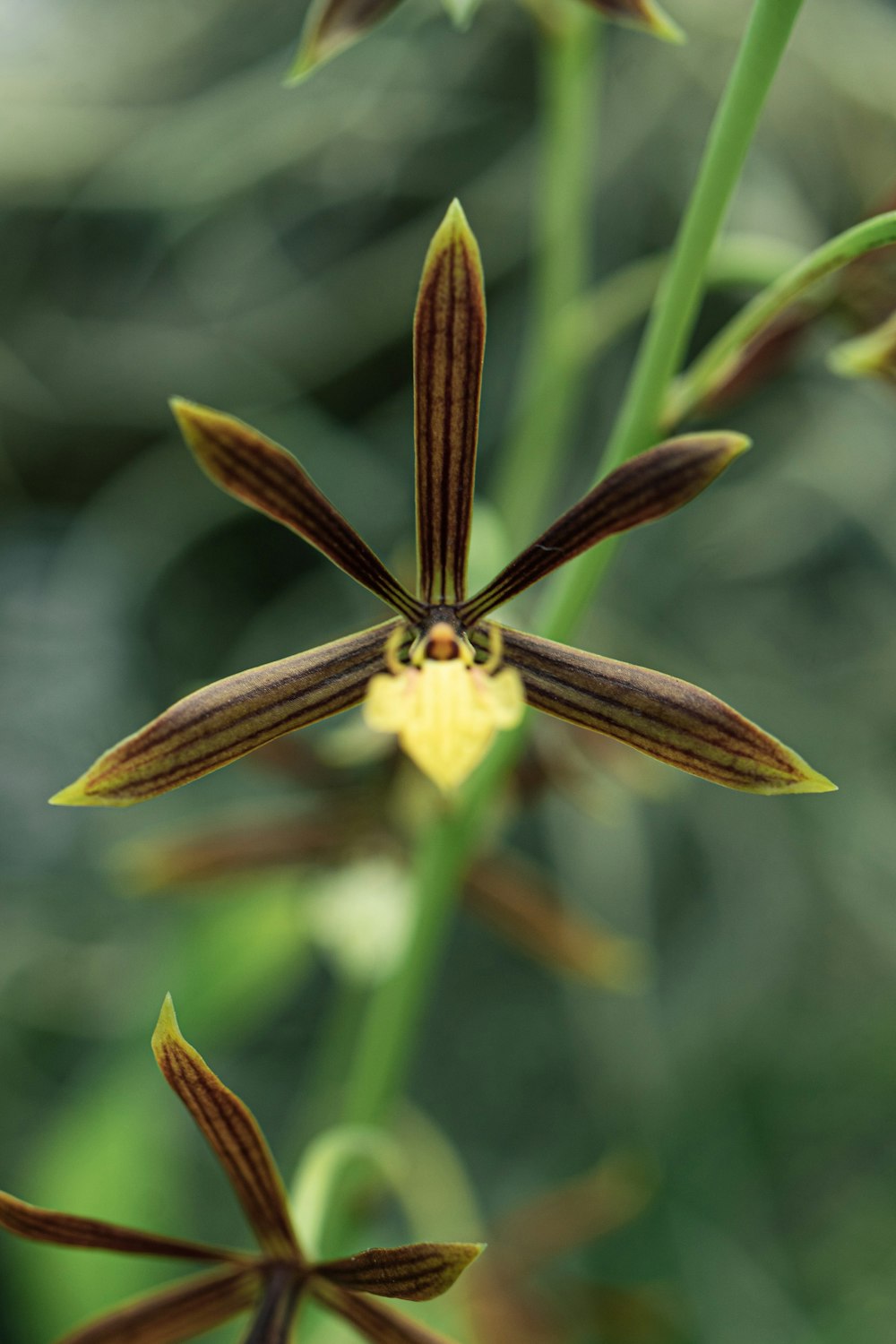 a close up of a flower with a blurry background