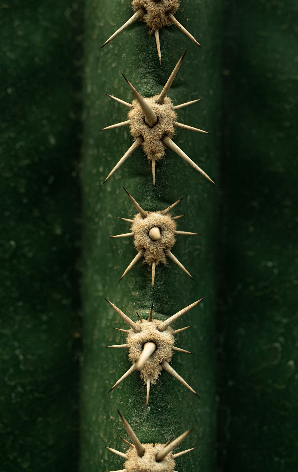 um close up de uma planta verde com espinhos