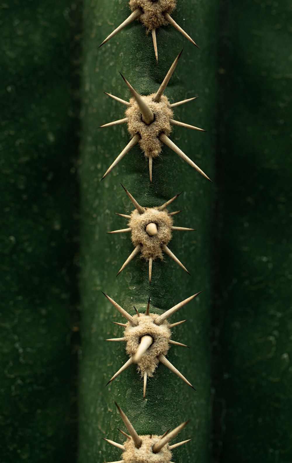 a close up of a green plant with spikes