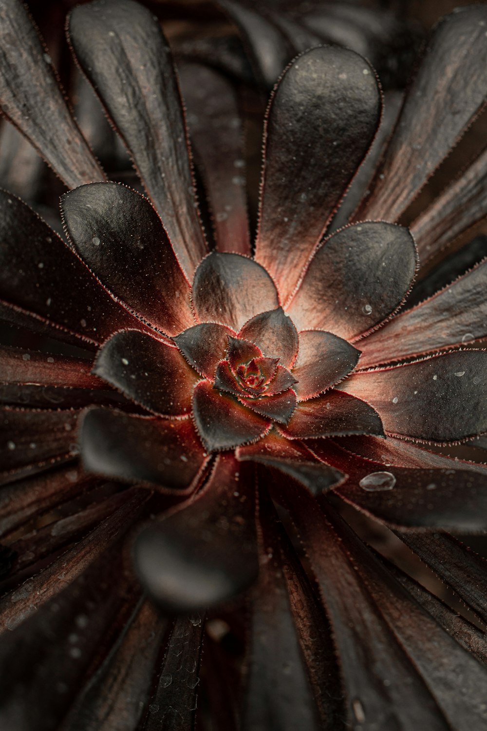 a close up of a flower with drops of water on it