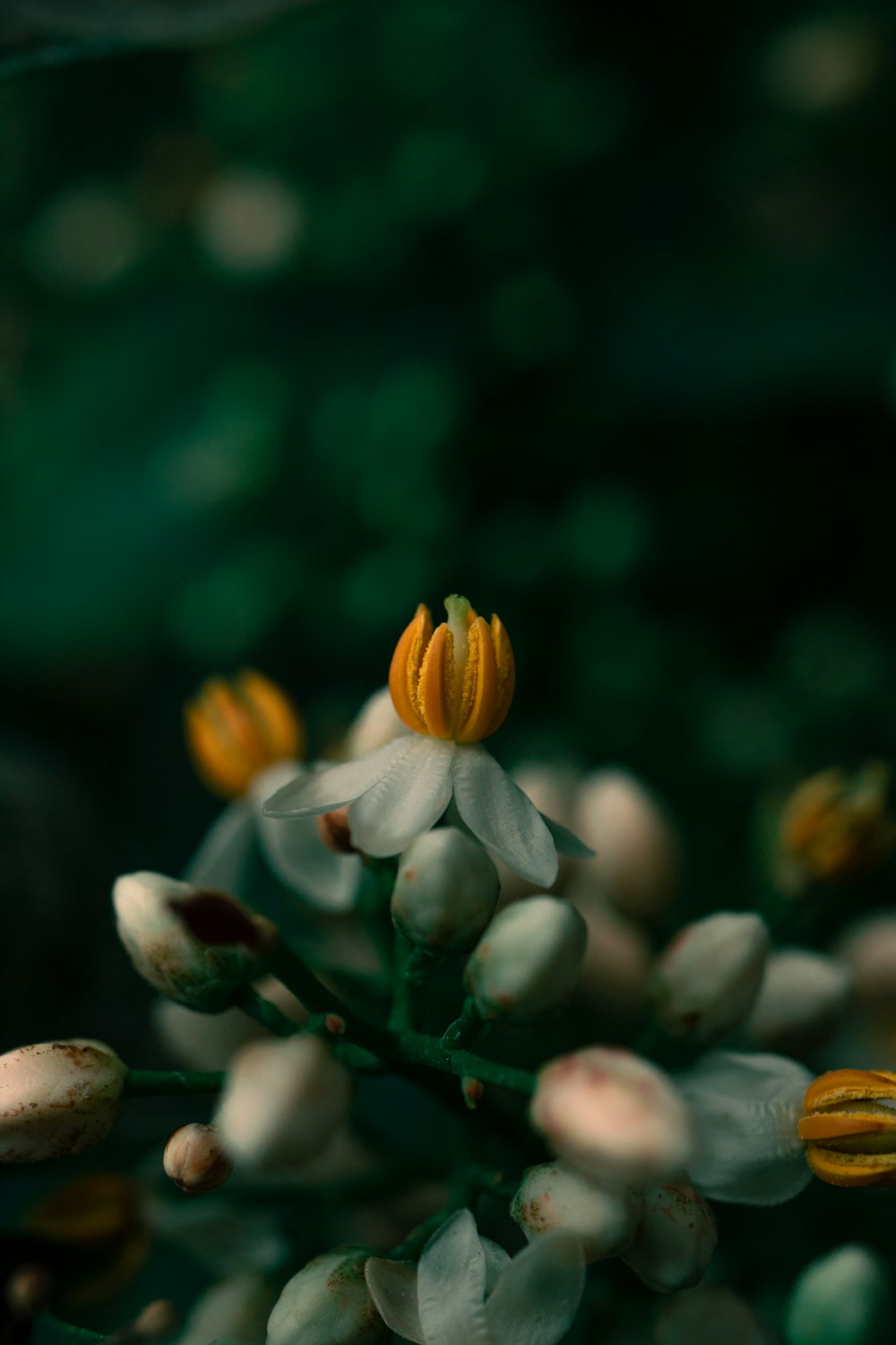 a close up of a plant with white and yellow flowers