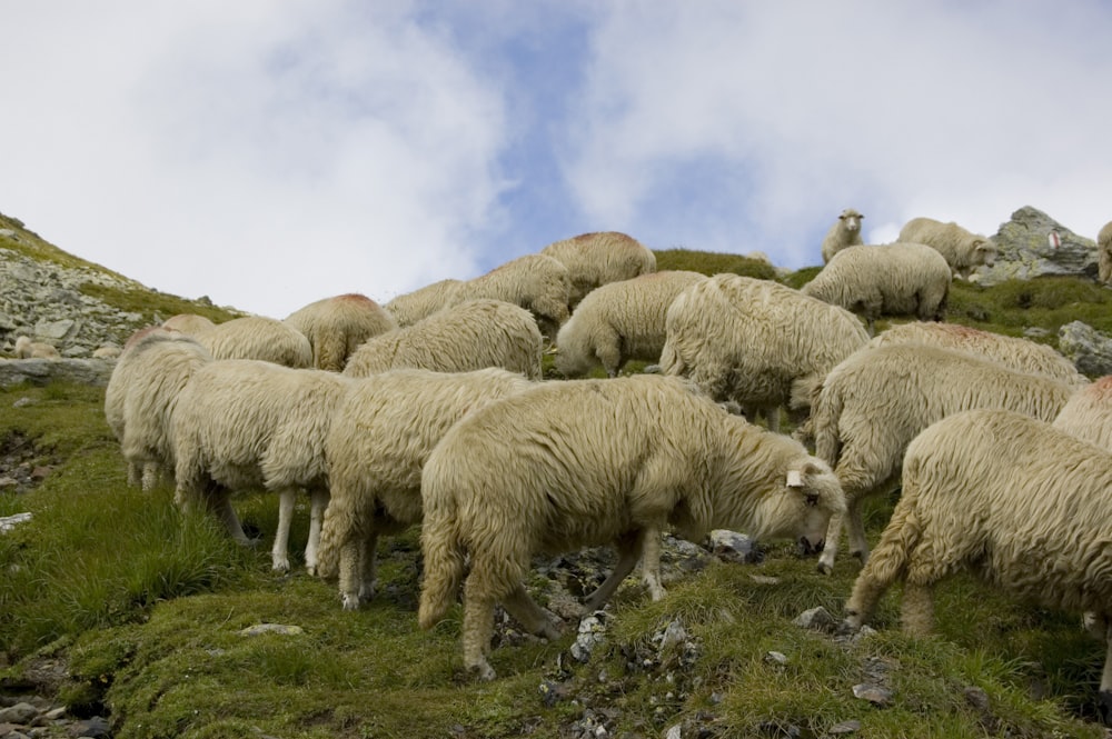 a herd of sheep grazing on a lush green hillside