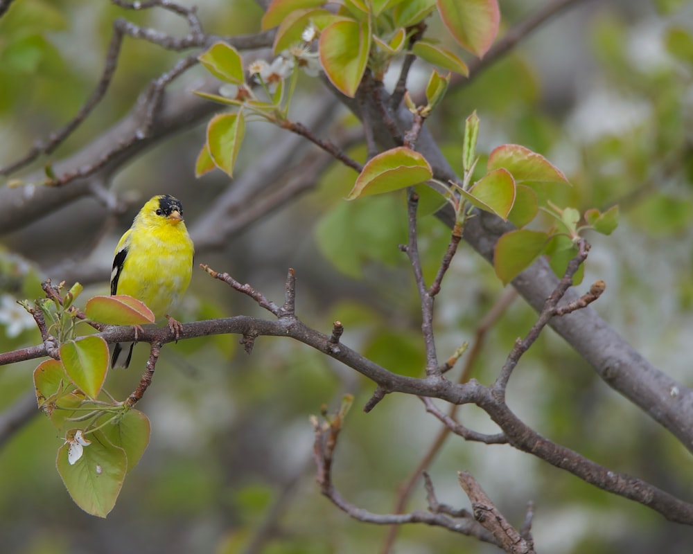 a small yellow bird perched on a tree branch