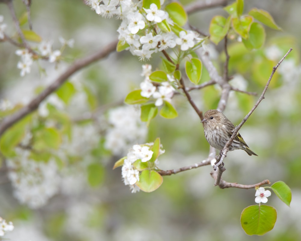 a small bird sitting on a branch of a tree