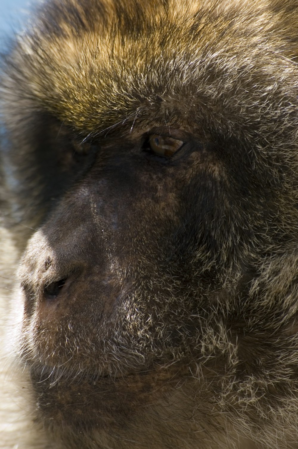 a close up of a monkey's face with a blue sky in the background