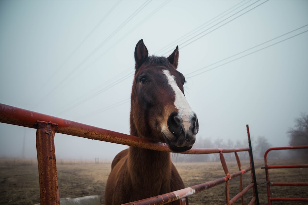 a brown horse standing next to a red fence