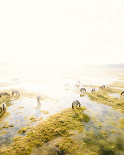 A quiet morning scene with horses grazing peacefully in the lush paddocks.