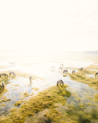 A tranquil scene of horses grazing near a small stream under soft afternoon light.