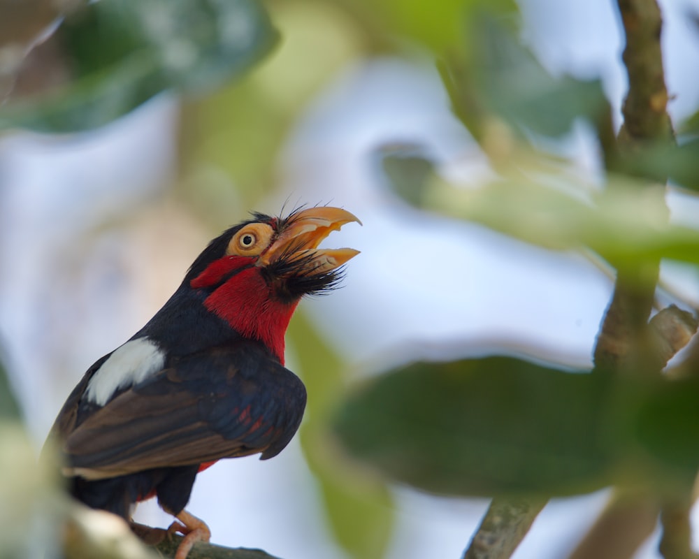 a red and black bird sitting on top of a tree branch