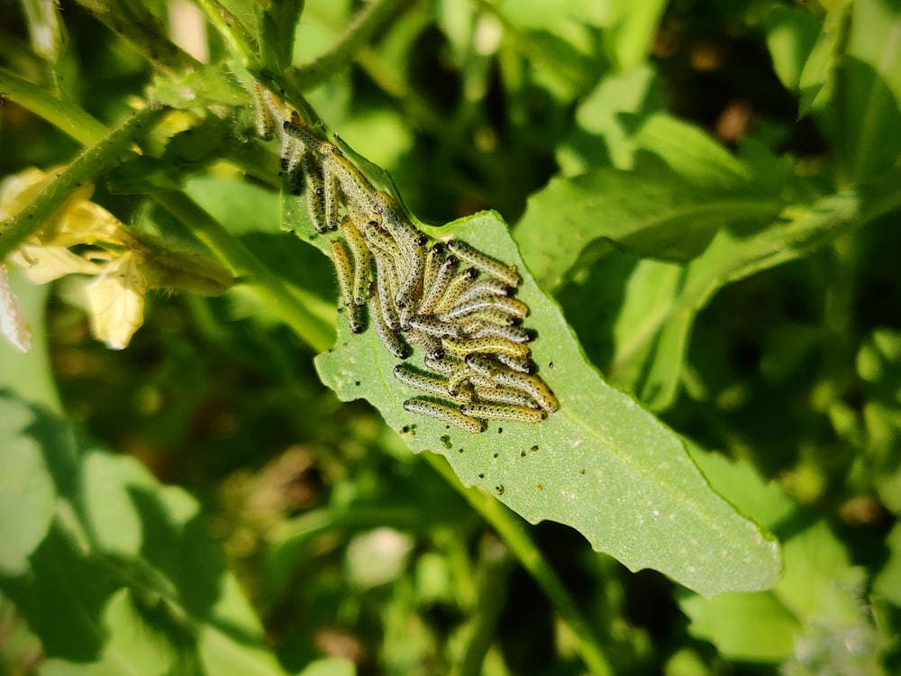 a caterpillar crawling on a green leaf