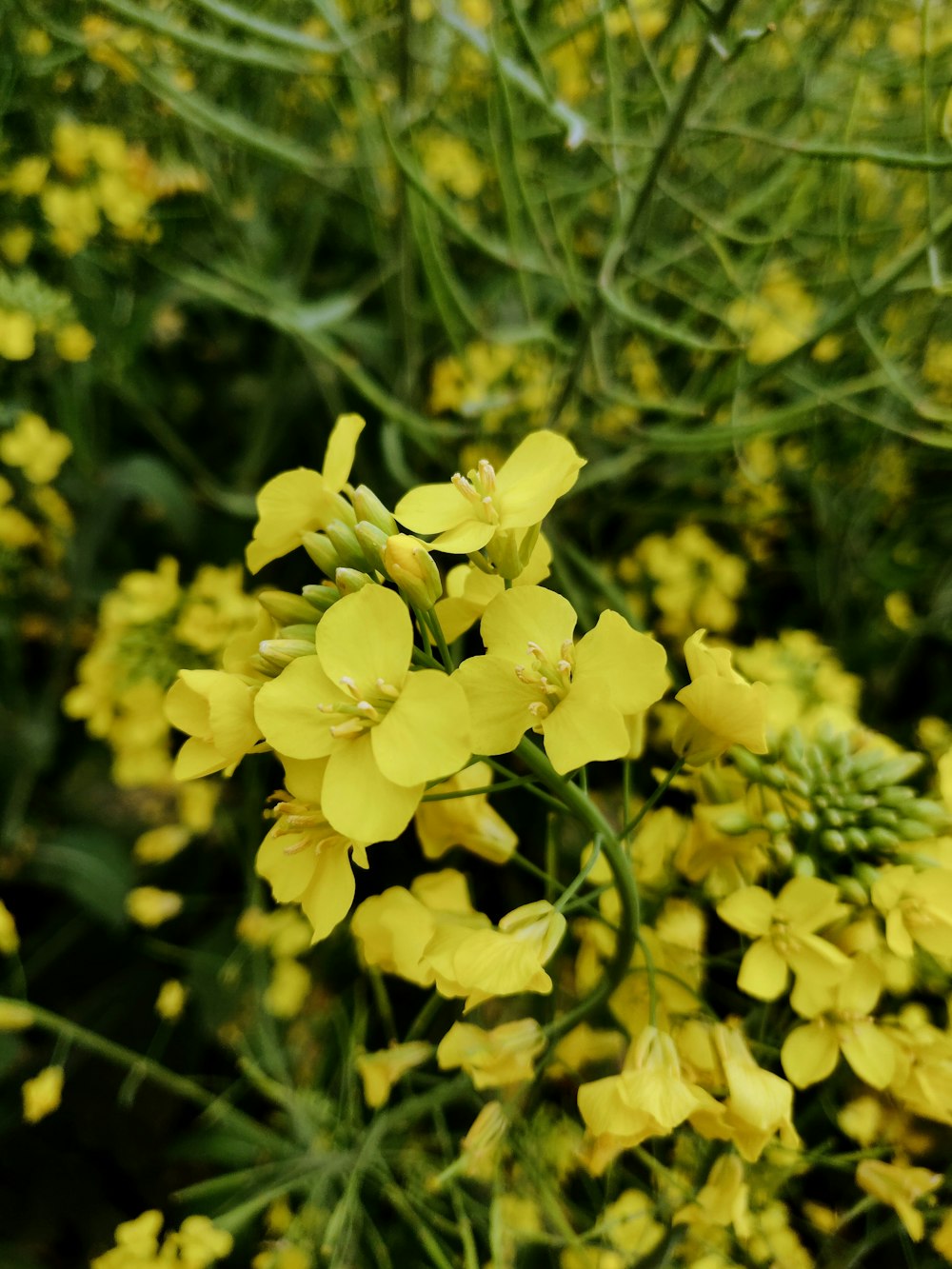 a bunch of yellow flowers in a field