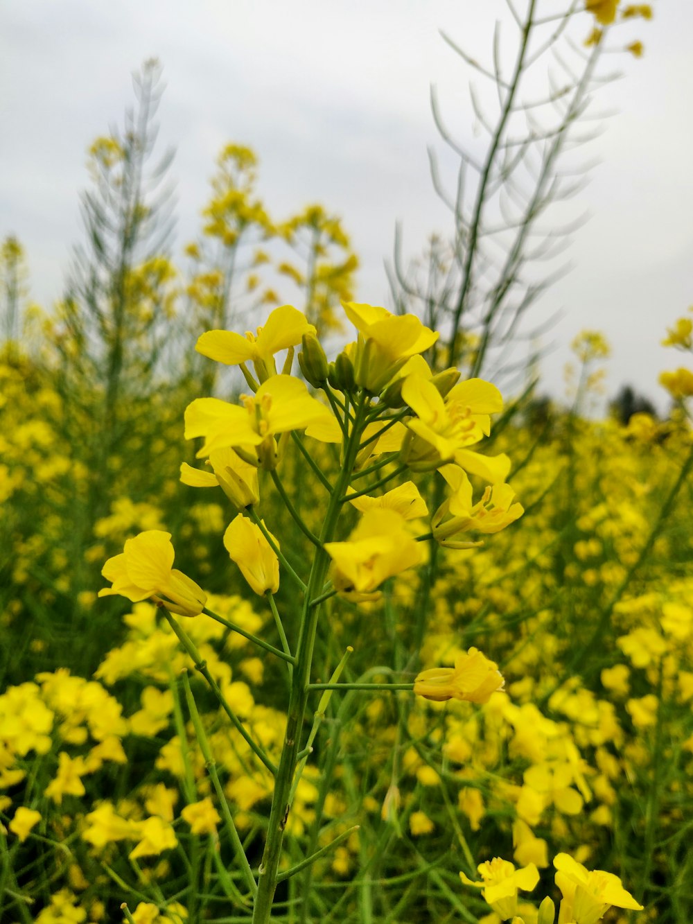 um campo cheio de flores amarelas em um dia nublado