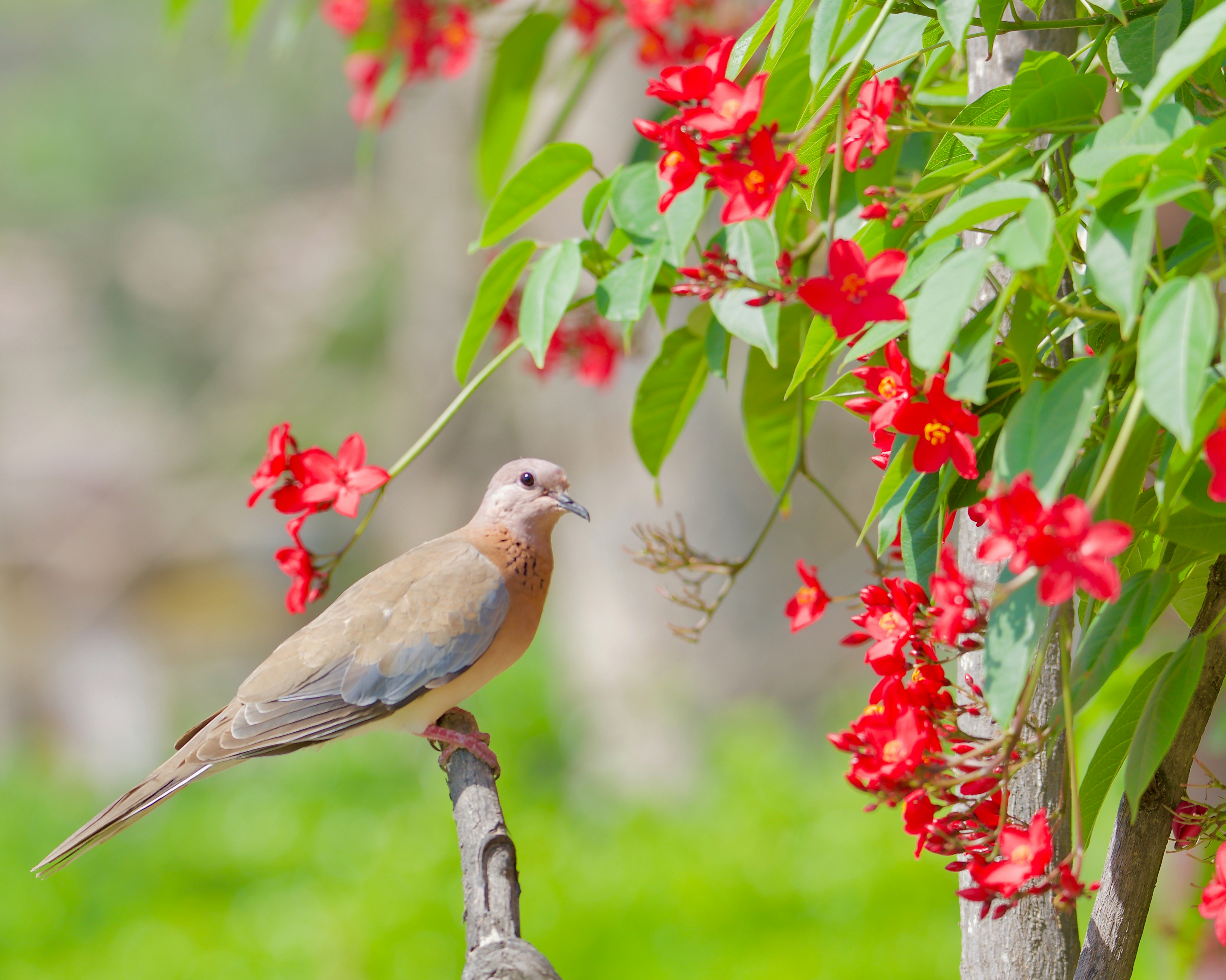 Dubai Safari Park photo 2