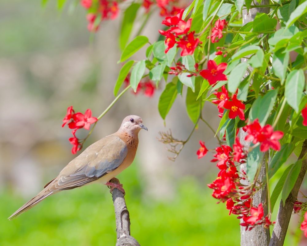 a bird perched on a branch with red flowers