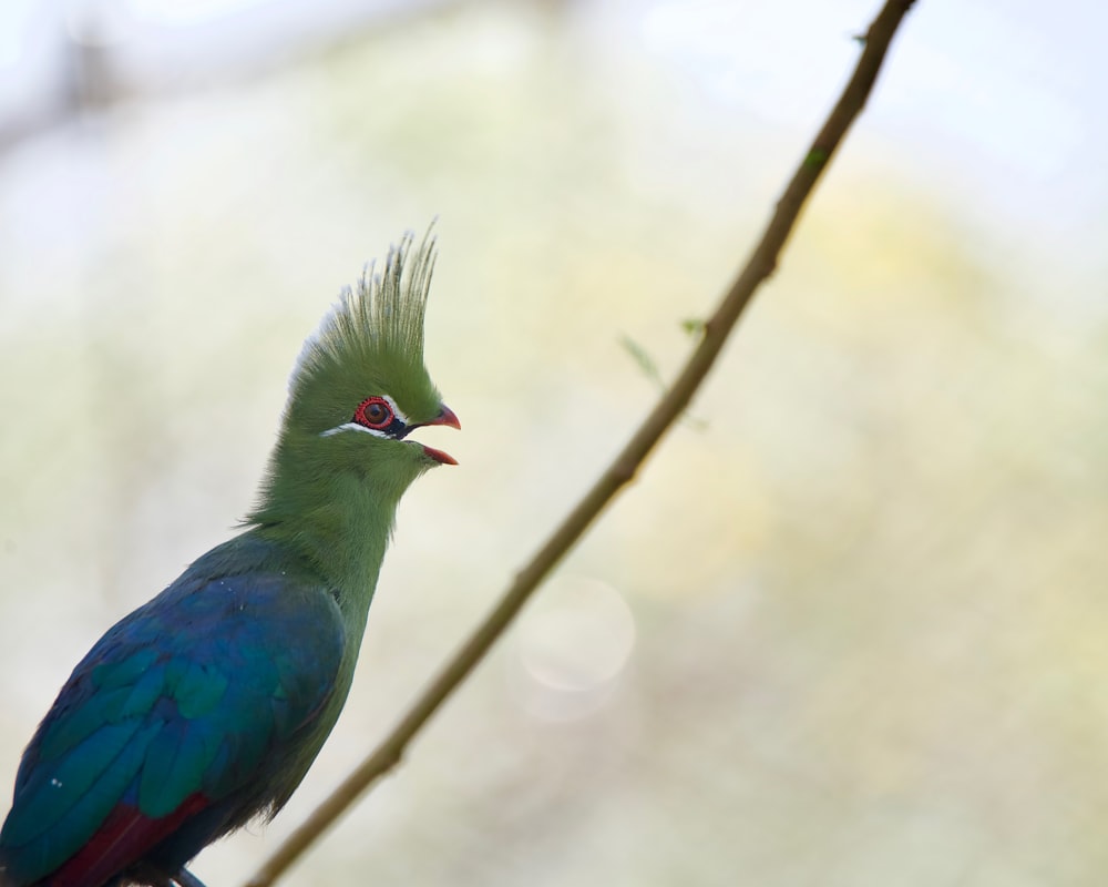 a green and blue bird perched on a tree branch