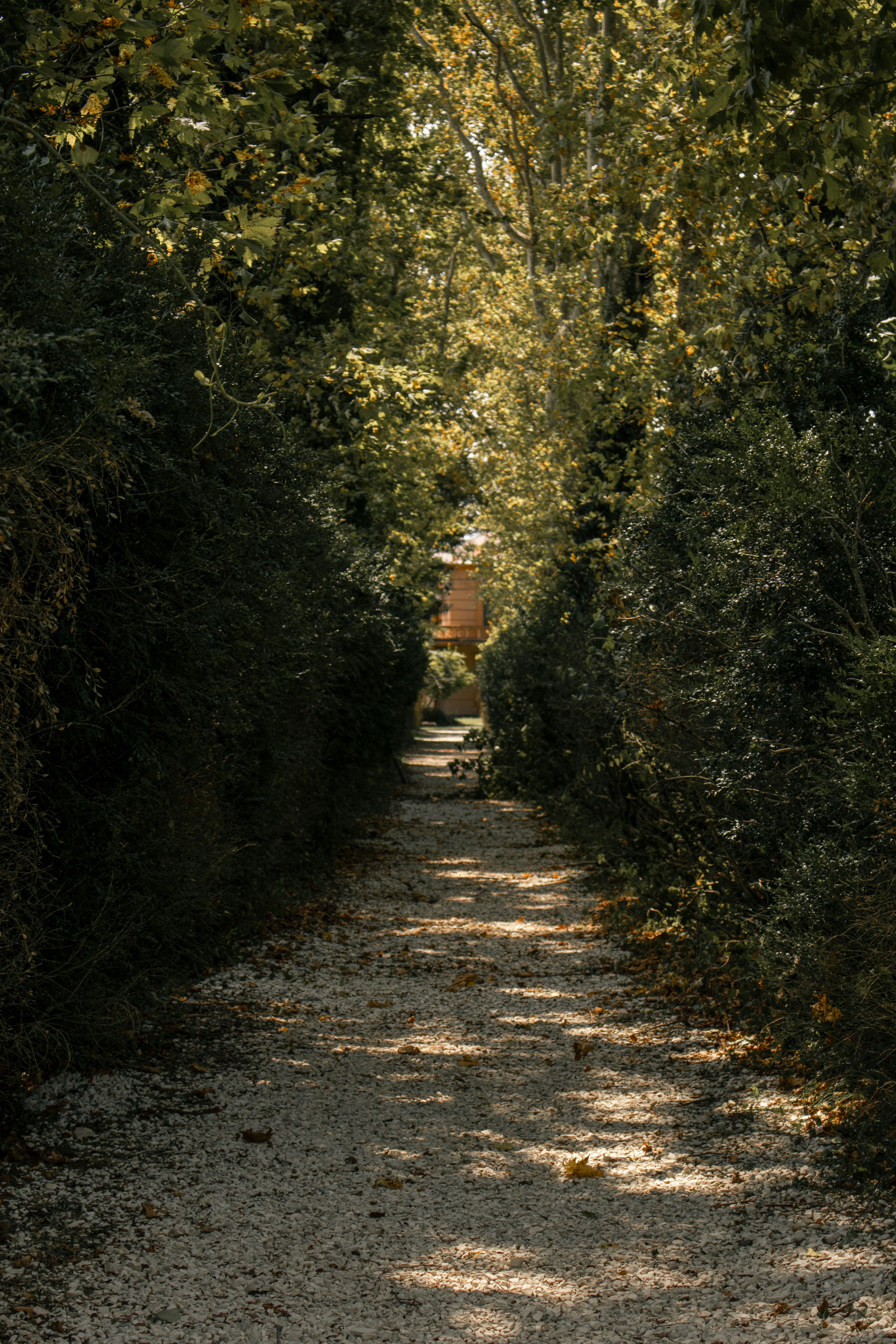 a dirt road surrounded by trees and bushes