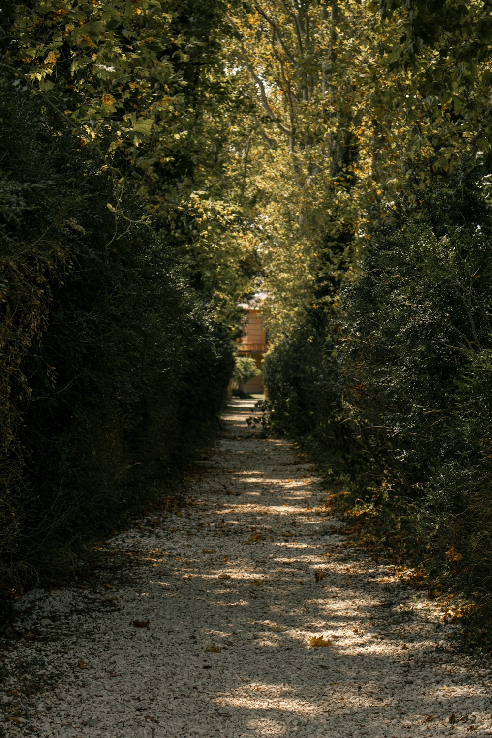 a dirt road surrounded by trees and bushes